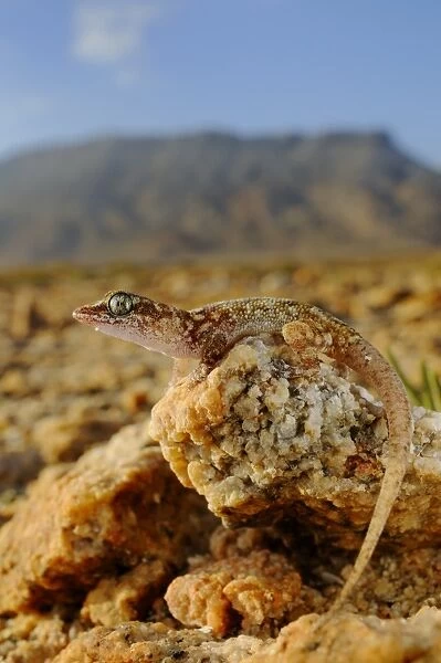 Sharpnose Leaf-toed Gecko (Hemidactylus oxyrhinus) adult, standing on rocks in desert habitat, Abd el-Kuri Island, Socotra, Yemen, april
