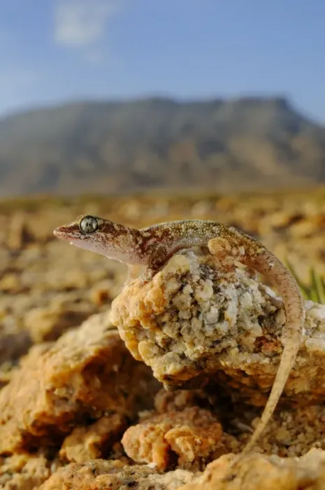 Framed Print : Sharpnose Leaf-toed Gecko (Hemidactylus oxyrhinus) adult, standing on rocks in desert habitat, Abd el-Kuri Island, Socotra, Yemen, april Framed Print : Sharpnose Leaf-toed Gecko (Hemidactylus oxyrhinus) adult, standing on rocks in desert habitat, Abd el-Kuri Island, Socotra, Yemen, april