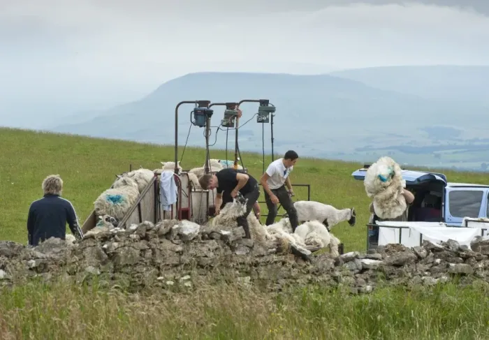 Framed Print : Shearing sheep using mobile shearing unit, Dufton, Cumbria, England, july Framed Print : Shearing sheep using mobile shearing unit, Dufton, Cumbria, England, july