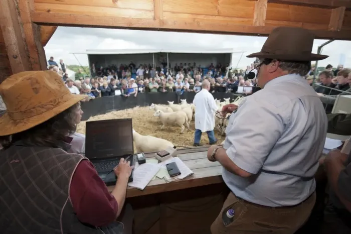 Framed Print : Sheep farming, auctioneer selling breeding ewes in auction ring at sale, Thame Sheep Fair, Oxfordshire, England, August Framed Print : Sheep farming, auctioneer selling breeding ewes in auction ring at sale, Thame Sheep Fair, Oxfordshire, England, August
