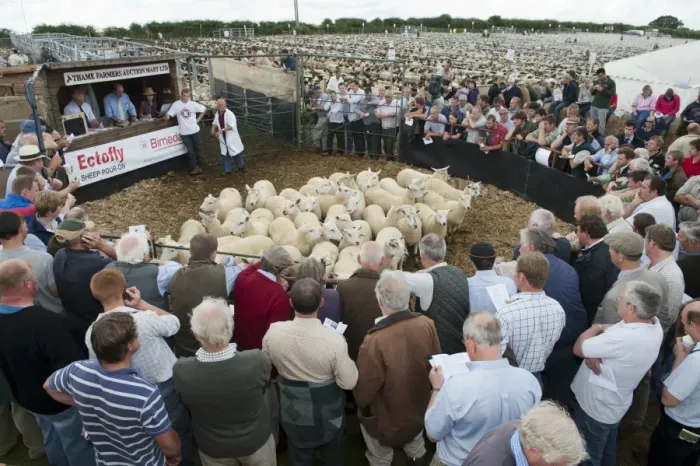 Framed Print : Sheep farming, breeding ewes in auction ring at sale, Thame Sheep Fair, Oxfordshire, England, August Framed Print : Sheep farming, breeding ewes in auction ring at sale, Thame Sheep Fair, Oxfordshire, England, August