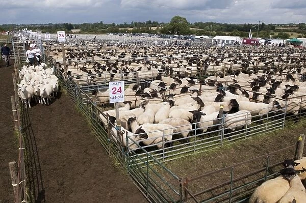 Sheep farming, breeding ewes herded through pens to auction ring at sale, Thame Sheep Fair, Oxfordshire, England
