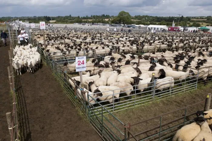 Framed Print : Sheep farming, breeding ewes herded through pens to auction ring at sale, Thame Sheep Fair, Oxfordshire, England Framed Print : Sheep farming, breeding ewes herded through pens to auction ring at sale, Thame Sheep Fair, Oxfordshire, England