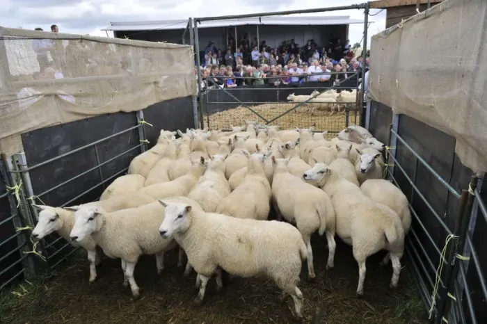 Framed Print : Sheep farming, breeding ewes penned beside auction ring, Thame Sheep Fair, Oxfordshire, England, August