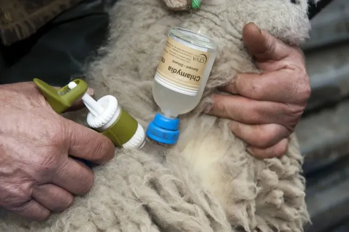 Framed Print : Sheep farming, close-up of farmer injecting Swaledale sheep with Enzootic Abortion vaccine using automatic syringe