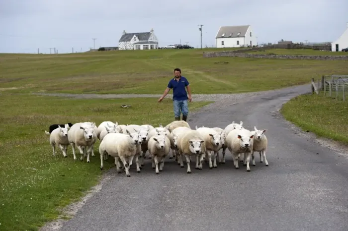 Framed Print : Sheep farming, crofter moving flock along road, Isle of Tiree, Inner Hebrides, Scotland, August