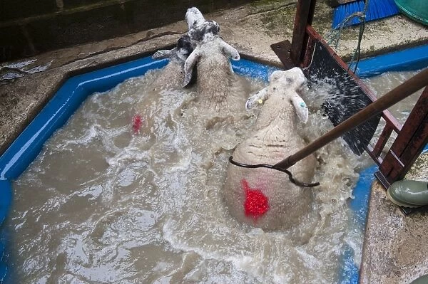 Sheep farming, dipping ewes with insecticide to kill lice and mites, North Yorkshire, England, September