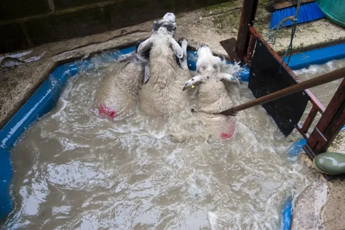 Framed Print : Sheep farming, dipping ewes with insecticide to kill lice and mites, North Yorkshire, England, September Framed Print : Sheep farming, dipping ewes with insecticide to kill lice and mites, North Yorkshire, England, September