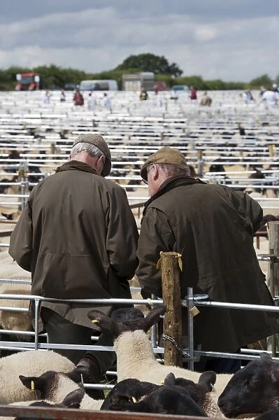 Sheep farming, two elderly farmers talking amongst pens at sale, Thame Sheep Fair, Oxfordshire, England, August