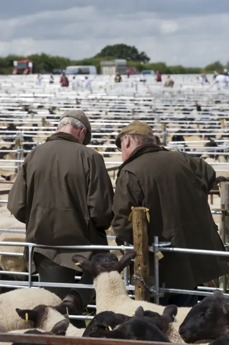 Framed Print : Sheep farming, two elderly farmers talking amongst pens at sale, Thame Sheep Fair, Oxfordshire, England, August