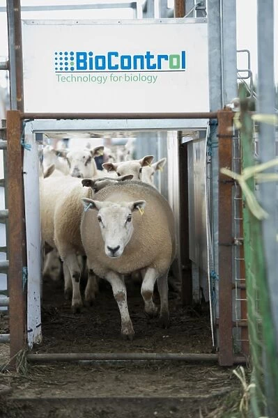 Sheep farming, ewes going through BioControl automatic electronic tag reader machine at sale, Thame Sheep Fair