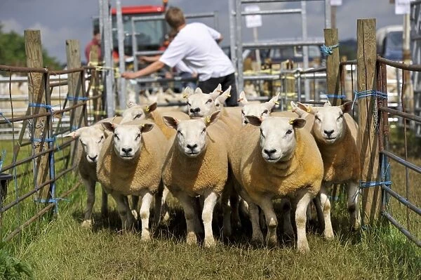 Sheep farming, ewes being moved to auction ring at sale, Thame Sheep Fair, Oxfordshire, England, August