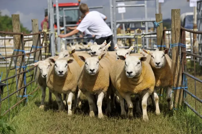 Framed Print : Sheep farming, ewes being moved to auction ring at sale, Thame Sheep Fair, Oxfordshire, England, August Framed Print : Sheep farming, ewes being moved to auction ring at sale, Thame Sheep Fair, Oxfordshire, England, August