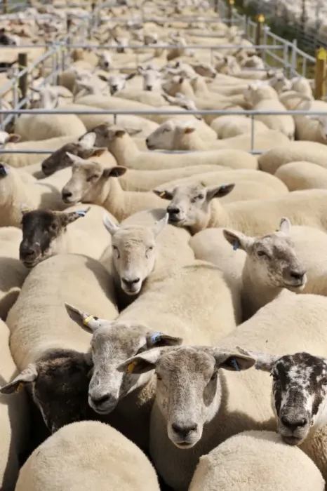 Framed Print : Sheep farming, ewes in pens, waiting to be sold at sale, Thame Sheep Fair, Oxfordshire, England, August Framed Print : Sheep farming, ewes in pens, waiting to be sold at sale, Thame Sheep Fair, Oxfordshire, England, August