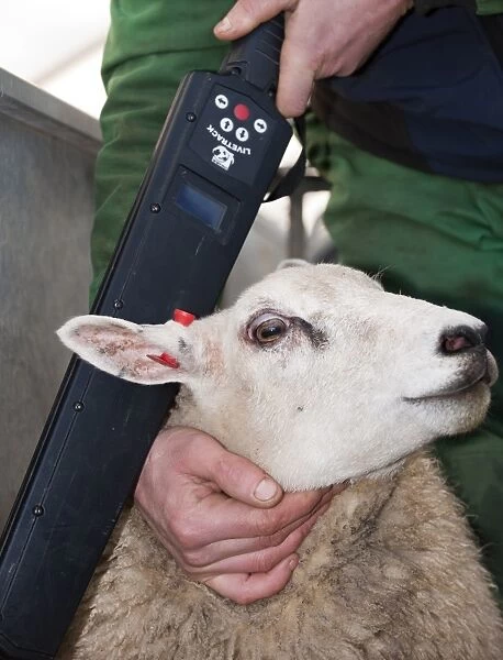 Sheep farming, farmer with Beltex sheep in race, having electronic ear tag read for identification, England, november