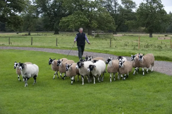 Framed Print : Sheep farming, farmer bringing in mule gimmer lambs ready for sale, North Yorkshire, England, september