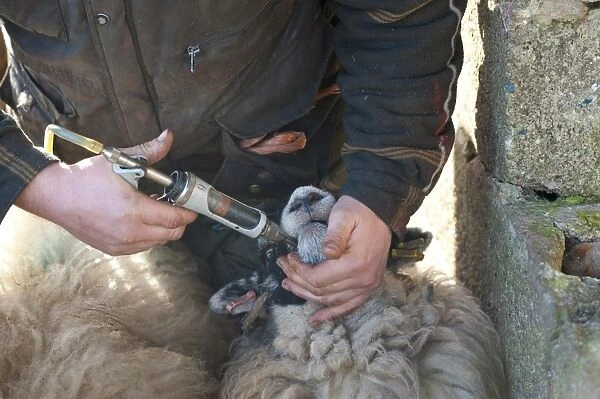 Sheep farming, farmer dosing Swaledale ewes with multi-vitamins, Chipping, Lancashire, England, february