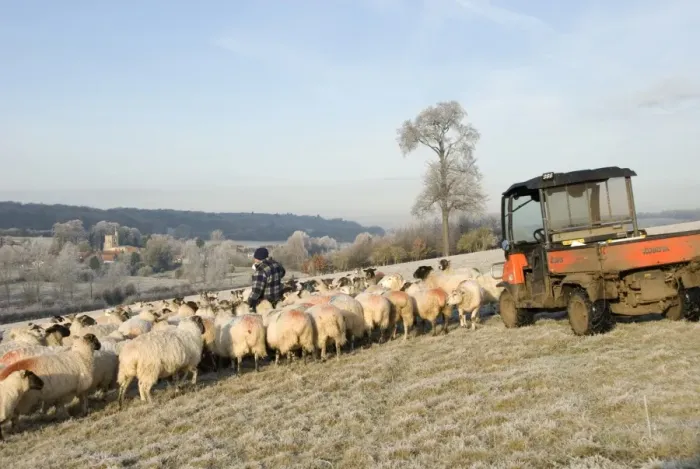 Framed Print : Sheep farming, farmer feeding flock of in lamb ewes on cold frosty winter morning, Gade Valley, near Great Gaddesden Framed Print : Sheep farming, farmer feeding flock of in lamb ewes on cold frosty winter morning, Gade Valley, near Great Gaddesden