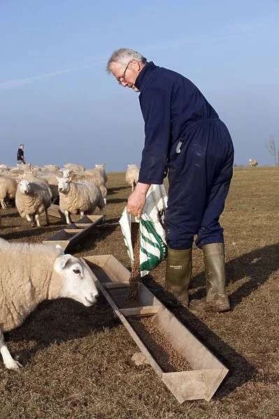 Sheep farming, farmer feeding Welsh ewes concentrates from bag, England, march