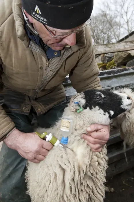 Framed Print : Sheep farming, farmer injecting Swaledale sheep with Enzootic Abortion vaccine using automatic syringe, Cumbria Framed Print : Sheep farming, farmer injecting Swaledale sheep with Enzootic Abortion vaccine using automatic syringe, Cumbria