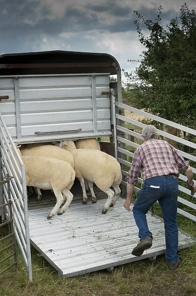Sheep farming, farmer loading sheep into livestock trailer at sale, Thame Sheep Fair, Oxfordshire, England, August