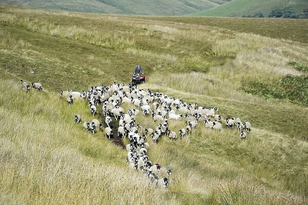 Sheep farming, farmer on quadbike, gathering Swaledale flock off moorland, Cumbria, England, August
