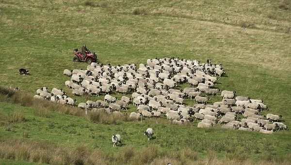 Sheep farming, farmer on quadbike with sheepdogs, gathering Swaledale ewes and lambs for shedding, Chipping