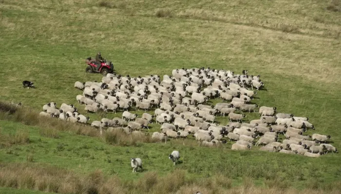 Framed Print : Sheep farming, farmer on quadbike with sheepdogs, gathering Swaledale ewes and lambs for shedding, Chipping Framed Print : Sheep farming, farmer on quadbike with sheepdogs, gathering Swaledale ewes and lambs for shedding, Chipping