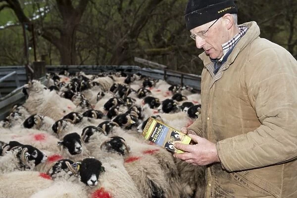 Sheep farming, farmer reading instructions on Zermex medicine packet to treat parasites, with Swaledale sheep, Cumbria