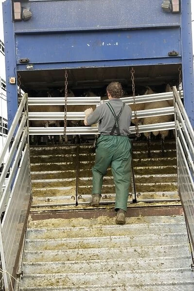 Sheep farming, farmer unloading sheep from livestock trailer at sale, Thame Sheep Fair, Oxfordshire, England, August
