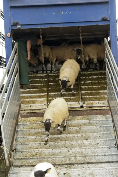 Framed Print : Sheep farming, farmer unloading sheep from livestock trailer at sale, Thame Sheep Fair, Oxfordshire, England, August Framed Print : Sheep farming, farmer unloading sheep from livestock trailer at sale, Thame Sheep Fair, Oxfordshire, England, August