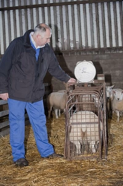 Sheep farming, farmer weighing Beltex lambs prior to being taken to auction mart, England, november