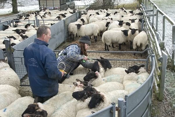 Sheep farming, farmers drenching and vaccinating suffolk cross ewe lambs, Hyde Heath, Buckinghamshire, England