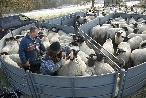 Sheep farming, farmers drenching and vaccinating suffolk cross ewe lambs, Hyde Heath, Buckinghamshire, England