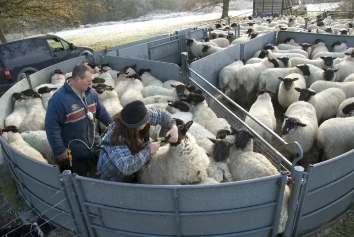 Framed Print : Sheep farming, farmers drenching and vaccinating suffolk cross ewe lambs, Hyde Heath, Buckinghamshire, England