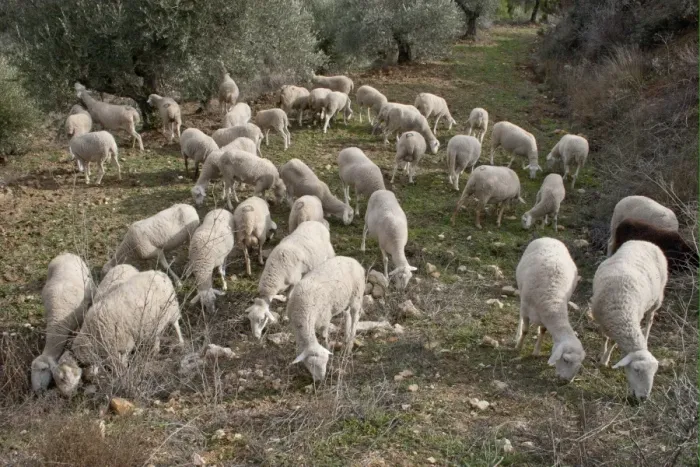 Framed Print : Sheep farming, flock grazing, Sierra de Segura Mountains, Yeste, Castilla la Mancha, Spain, january