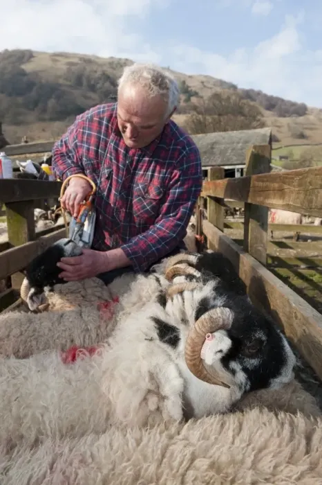 Framed Print : Sheep farming, hill farmer dosing hoggs which have returned from winter keep, Cumbria, England, march Framed Print : Sheep farming, hill farmer dosing hoggs which have returned from winter keep, Cumbria, England, march