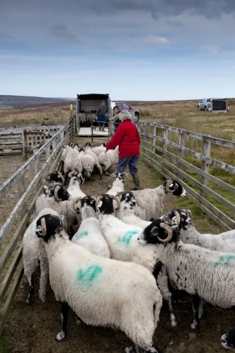 Framed Print : Sheep farming, hill farmer loading Swaledale flock from pens onto trailer after fell gather, Cumbria, England Framed Print : Sheep farming, hill farmer loading Swaledale flock from pens onto trailer after fell gather, Cumbria, England