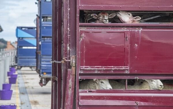 Sheep farming, lambs on livestock lorry ready for transport, Wales, August