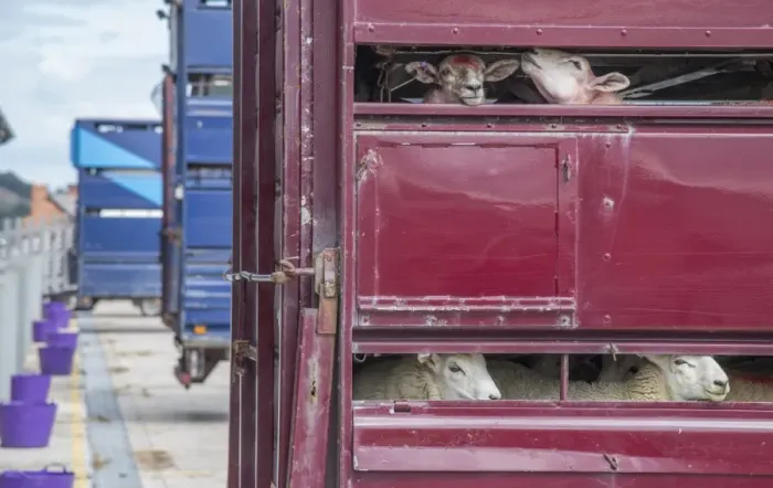 Framed Print : Sheep farming, lambs on livestock lorry ready for transport, Wales, August Framed Print : Sheep farming, lambs on livestock lorry ready for transport, Wales, August