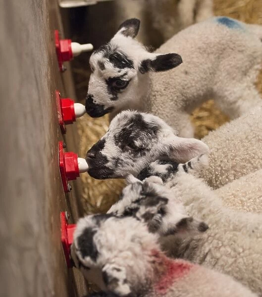 Sheep farming, orphan mule lambs feeding on milk from automatic drinker, Chipping, Lancashire, England, April
