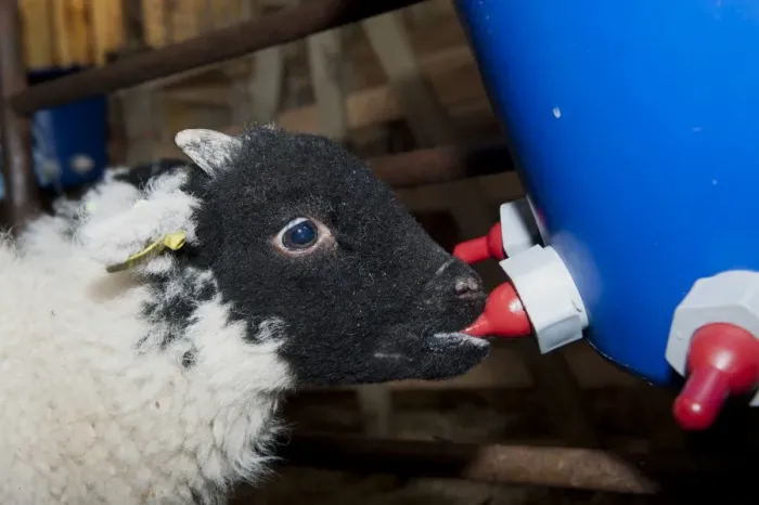 Framed Print : Sheep farming, orphaned lamb feeding on milk from bucket feeder, England, May Framed Print : Sheep farming, orphaned lamb feeding on milk from bucket feeder, England, May