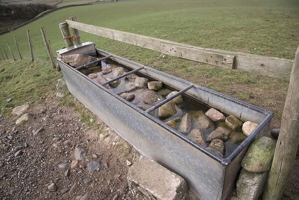 Sheep farming, rocks put into metal water trough to prevent lambs from drowning, Bootle, Cumbria, England, March