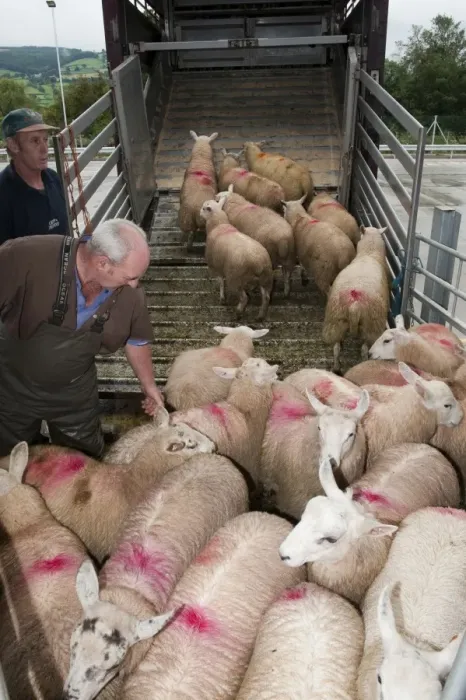 Framed Print : Sheep farming, sheep flock being loaded onto wagon at market, Welshpool auction mart, Welshpool, Powys, Wales, august