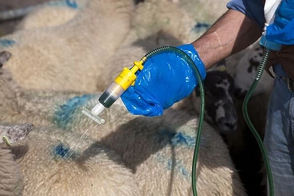 Sheep farming, shepherd applying insecticide along back of sheep, to prevent fly strike and lice, England, september