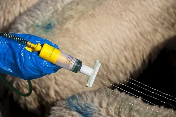 Sheep farming, shepherd applying insecticide along back of sheep, to prevent fly strike and lice, England, september