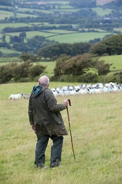 Sheep farming, shepherd with crook working sheepdog on flock of sheep in pasture, Devon, England, August