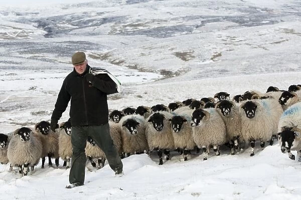 Sheep farming, shepherd with feed bag leading Dalesbred flock across snow covered moorland, North Yorkshire, England