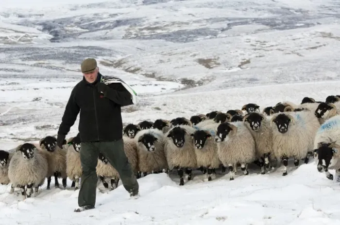 Framed Print : Sheep farming, shepherd with feed bag leading Dalesbred flock across snow covered moorland, North Yorkshire, England Framed Print : Sheep farming, shepherd with feed bag leading Dalesbred flock across snow covered moorland, North Yorkshire, England