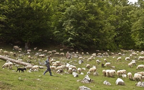 Sheep farming, shepherd with sheepdog, flock grazing along edge of upland beechwood, Piatra Craiului Mountains